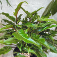 Plant - Philodendron Xanadu 200mm