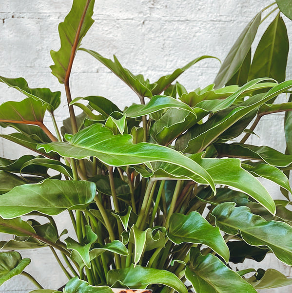 Plant - Philodendron Xanadu 200mm