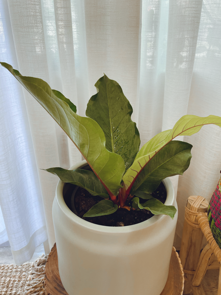 Pink Ruffles/Sage Planter